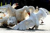 Goose fight