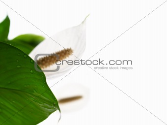 white flowers on the white sheet