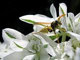 wasp on flower