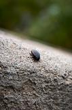 bug on the stone