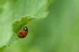 Ladybird on a green leave 