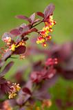 Barberry flowers