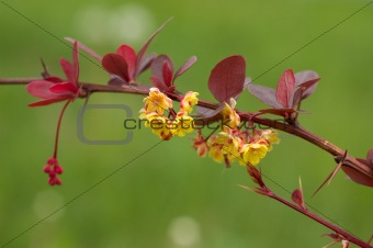 Barberry flowers