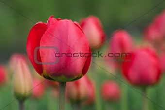 Spring tulips.
