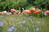 Flock of Pink Flamingo