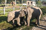 Baby Elephants - Nepal