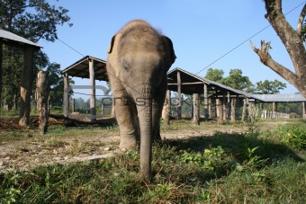 Baby Elephant - Nepal