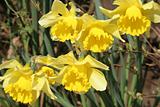 Multiple yellow Daffodil's