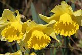 Multiple yellow Daffodil's