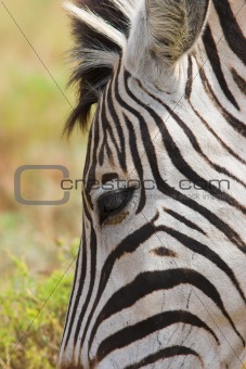 Zebra Close up