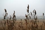 Wheat on a Foggy Day