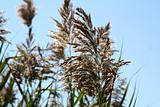 Close-up of Wheat Plant