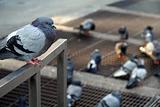 Pigeon Perched on Rail
