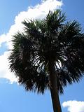 Perfect Palm Tree