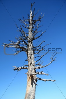 Dried out Desert Tree