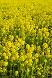 An endless field of yellow flowers