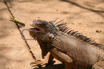 Profile of an Iguana