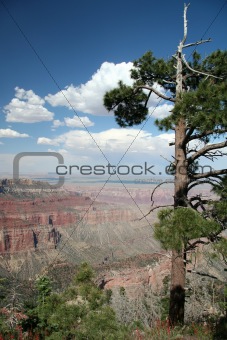 Grand Canyon Overlook with Trees