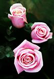 Pink rose buds