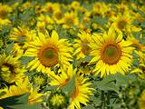 Bright Sunflowers
