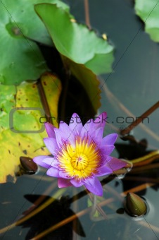 Purple Water Lily Lotus