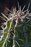 Cactus macro
