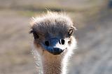 Close up of an Ostrich