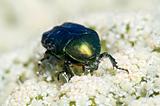 Cetonia aurata beetle