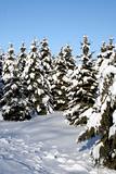 Snow Covered Spruce
