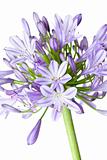 Agapanthus - African Lily