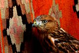 arabian falcon