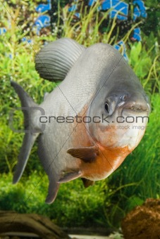 Large Paku fish