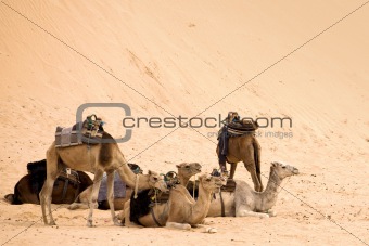 Camels are having rest in hot sahara desert