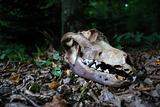a skull in the forest