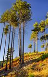 Tall pine trees