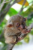bohol tarsier