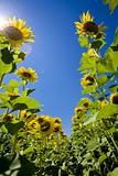 growing sunflowers in field