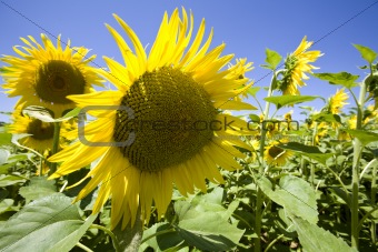 sunflowers growing in field