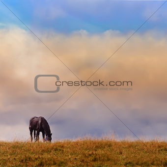 Lonely horse on a log