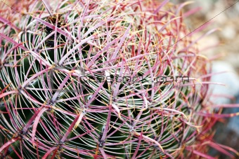 Barrel Cactus with Pink Spines