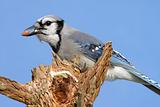 Blue Jay With Peanuts