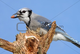 Blue Jay With Peanuts