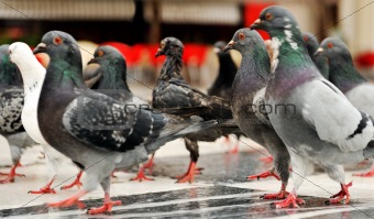 March of the pigeons