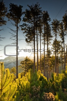 Tall pine trees at dawn