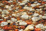 Pebbles in shallow water