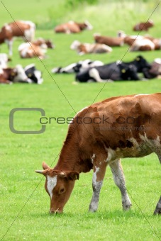cows 