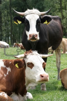 cows 