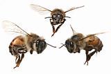 3 Different Angles of a North American Honey Bee