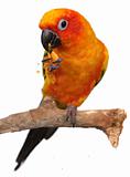 Sun Conure Eating a Cracker Snack With Extreme Depth Of Field