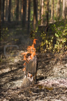 fire in the forest
